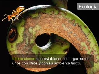Ecología
Interacciones que establecen los organismos
unos con otros y con su ambiente físico.
 