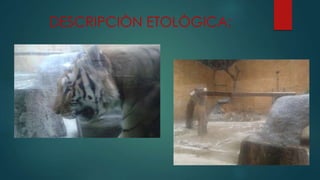 DESCRIPCIÒN ETOLÒGICA: