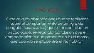 CONCLUSIÒN
Gracias a las observaciones que se realizaron
sobre el comportamiento de un tigre de
bengala(Panthera tigris tigris) que se encontraba en
un zoológico; se llego ala conclusión que el
comportamiento que presento no es el mismo
que cuando se encuentra en su hábitat.