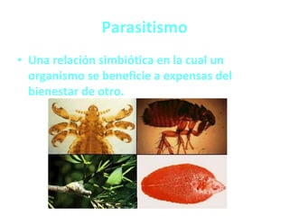 Parasitismo Una relación simbiótica en la cual un organismo se beneficie a expensas del bienestar de otro. 