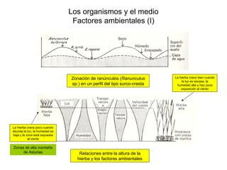Los organismos y el medio
                                Factores ambientales (I)




                               Zonación de ranúnculos (Ranunculus        La hierba crece bien cuando
                                                                              la luz es escasa, la
                               sp.) en un perfil del tipo surco-cresta    humedad alta y hay poca
                                                                             exposición al viento




La hierba crece poco cuando
abunda la luz, la humedad es
baja y la zona está expuesta
           al viento

Zonas de alta montaña
     de Asturias                   Relaciones entre la altura de la
                                  hierba y los factores ambientales
 