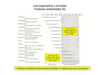 Los organismos y el medio
                    Factores ambientales (II)




                                                              En la que ya ha
                                                           crecido la hoja de los
                                                           árboles y llega poca
                                                                luz al suelo




                                     En la que no ha
                                  crecido la hoja de los
                                  árboles y la luz llega
                                      bien al suelo




Periodos de floración de las especies forestales en relación con la luz y la sombra
 