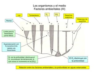 Los organismos y el medio
                                       Factores ambientales (III)

                  Luz            Temperatura        O2        CO2        Desechos
                                                                         orgánicos
                                                                                       Distancia a la
   Plantas                                                                               superficie




Límite para la
  fotosíntesis
 (zona fótica)




Supersaturación con
 O2 durante el día
    debido a la
   fotosíntesis



      Si, con la profundidad, disminuye el
      O2, se producen fermentaciones, lo
                                                                              El O2 disminuye con
      que causa un incremento en la [CO2]                                        la profundidad


                      Relación entre los factores ambientales y la profundidad en aguas estancadas
 