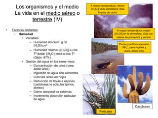 Los organismos y el medio                      A menor temperatura, menor
                                                     [(H2O)] en la atmósfera; días
      La vida en el medio aéreo o                          limpios de otoño

             terrestre (IV)
•   Factores limitantes                                                    A mayor temperatura, mayor
     – Humedad                                                           [(H2O)] en la atmósfera; días con
           • Variables:                                                    calima de primavera y verano
                 – Humedad absoluta: g de
                                                                             Peces y anfibios excretan
                    (H2O)/cm3
                                                                               NH4+, pero reptiles y
                 – Humedad relativa: [(H2O)] a una                              aves, ácido úrico
                    Tª dada/ [(H2O)] max a esa Tª
                    (Gijón: 87%)
           • Gestión del agua en los seres vivos:
                 – Concentración de orina (urea,
                    ácido úrico)
                 – Ingestión de agua con alimentos
                 – Cutícula cérea en hojas
                 – Reducción de hojas a espinas
                    (cactáceas) o acículas (pinos,
                    abetos)
                 – Cierre temporal de estomas
                 – Incremento absorción radicular
                    de agua

                                                                                          Cactáceas
                                                            Pináceas
 