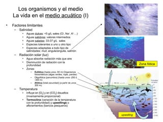 Los organismos y el medio
    La vida en el medio acuático (I)
•   Factores limitantes
     –   Salinidad
           •   Aguas dulces: <5 g/L sales (Cl-, Na+, K+…)
           •   Aguas salobres: valores intermedios
           •   Aguas saladas: 33-37 g/L sales
           •   Especies tolerantes a uno u otro tipo
           •   Especies adaptadas a todo tipo de
               salinidades: muil, angula/anguila, salmón
     –   Radiación solar (luz)
           •   Agua absorbe radiación más que aire
           •   Disminución de radiación con la
               profundidad                                                       Zona fótica
           •   Zonas:
                  –   Eufótica (hasta unos -50 m) Organismos
                      fotosintéticos (algas verdes, rojas, pardas)
                  –   Oligofótica (penumbra) (hasta unos -200 ó
                      -300 m)
                  –   Afótica (total oscuridad) (a partir de unos
                      300 m).
     –   Temperatura
           •   Influye en [O2] y en [CO2] disueltos
               (inversamente proporcional)
           •   Termoclina (variación de la temperatura
               con la profundidad) y upwellings o
               afloramientos (bancos pesqueros)


                                                                     upwelling
 