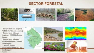 SECTOR FORESTAL
· Bosque húmedo tropical
(1,140,063 Ha con bosque)
· Bosque muy húmedo
tropical ( 932,550 Ha con
bosque)
· Bosque muy húmedo
premontano ( 601,480 Ha
con bosque)
· Bosque pluvial
premontano (488,363 Ha
con bosque)
*1999*
 