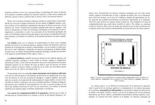 A. BELLO, J. A. GONZÁLEZ
elementos abióticos como son la geomorfología, la morfología del suelo, la función
de las piedras, la materia orgí:lnica, los factores cósmicos, y sobre todo el manejo del
ambiente, pasemos ahora a analizar bajo el mismo criterio los factores bióticos.
Dentro de los factores biológicos debemos resaltar en primer lugar la funcionali-
dad de los restos de la antigua vegetación. En este sentido el árbol da sombra y ami-
nora el efecto de los ambientes continentales extremos, las lluvias excesivas y el sol
intensivo del verano. Transforman la materia inorgánica del suelo en orgánica, y las
raíces la transportan por todos los horizontes estimulando el crecimiento de micro-
organismos y estructuran el suelo. Los nutrientes de los horizontes profundos del
suelo son bombeados hasta las hojas que luego se incorporan a la superficie del suelo
para recuperar su fertilidad en beneficio de las plantas herbáceas con raÍCes superfi-
ciales.
Los árboles junto con el matorral, al transformarlos en setos vivos cumplen
muchas funciones en los sistemas agrarios: regulan el efecto del ambiente, aíslan los
sistemas de la propagación de plagas y enfermedades, con sus aromas y colores pue-
den servir como repelentes o atrayentes de insectos, incrementan la biodiversidad,
muchas veces son refugio de depredadores naturales de plagas y pueden ser una fuen-
te de ingresos complementaria (leña, aperos, frutos...).
Las plantas herbáceas, también tienen una función en los sistemas agrarios, son
cubiertas vegetales, protegen el suelo contra la erosión, regulan la temperatura,
estructuran el sucIo y sobre todo son elementos claves en la diversificación del suelo.
Ejemplos tenemos en los viñedos del norte de Italia y aquí en Navarra, en Oloriz
algunos viñedos ecológicos llegan a promover en el suelo una diversidad mucho
mayor que la de los cultivos de regadío (Fig. 1).
Es importante tener en cuenta los valores funcionales de las plantas cultivadas
y no sólo su valor productivo. Recordemos la función de las leguminosas en la rota-
ción de cultivos, no sólo por su apOlte de nitrógeno y materia orgánica, sino sobre
todo por su efecto en la supresión de enfermedades de origen edáfico; el valor diver-
sificador de bulbos y tubérculos, que son en realidad autenticas "bombas biológicas"
que aportan gran cantidad de microorganismos al suelo; la acción mecánica de las
raíces que además estructuran el suelo con sus secreciones y por último, la función
repelente para algunas plagas de plantas medicinales y aromáticas.
Los valores de complementariedad de la ganadería, permiten por un lado la
introducción de biodiversidad en el sistema, a través de las plantas fOlTEYeraS, ele-
84
ECOLOGÍA DE SISTEMAS AGRARIOS
mento clave diversificador de nuestros sistemas cerealistas, por otro lado aporta
materia orgánica diversificando el suelo y jugando un papel clave en su estructura,
pero sobre todo incluye, en el ciclo de la materia y energía del agrosistema, los res-
tos agrícolas que podrían transformarse en elementos impactantes en el ambiente.
Todo ello junto al hecho de aportar, desde el punto de vista económico, el valor de
complementariedad que puede hacer rentable el cultivo. Por último, no conviene
olvidar los insectos útiles como las abejas que además de ser un factor productivo en
el sistema tienen unos aspectos fundamentales en la polinización de ciertos cultivos.
Presencia de espedes e individuos
en distintos sistemas de manejo
o 40 ,-----~~~~~~~~~~~-----,
o
!l,
•g 30
~o
:g 20
u
•;¡.
••~ 10
o
'O
~
!! O L--"L
CONVENCIONAL TRADICIONAL ECOLOGICO
SISTEMA DE MANEJO
rl ~ d~ indMdllos /10
Figura l. Variación de la nematofauna en un siste)na agrario convencional (cultivo de papas en La
Puebla. Mallorca), tradicional (cultivo de huerta en La Puebla, Mallorca) y ecológico (viñedos de
Oloriz, Navarra).
La cultura agraria, es en definitiva la transmisión de la información adquirida
sobre la gestión de los sistemas agrarios y se fundamenta .en los mismos plincipios
de la genética, transmisión de información. La transmisión cultural de información
es mucho mí:ls rápida, flexible y eficaz, a través de la organización social encuentra
alternativas que hacen viables y perdurables determinados sistemas agrarios, como
ejemplo, los caseríos del norte, basados en la familia, los sistemas comunales de
85
 