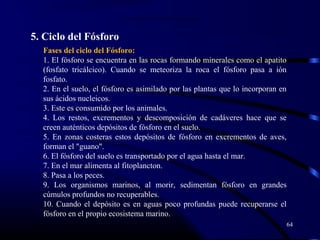 64
5. Ciclo del Fósforo
Fases del ciclo del Fósforo:
1. El fósforo se encuentra en las rocas formando minerales como el apatito
(fosfato tricálcico). Cuando se meteoriza la roca el fósforo pasa a ión
fosfato.
2. En el suelo, el fósforo es asimilado por las plantas que lo incorporan en
sus ácidos nucleicos.
3. Este es consumido por los animales.
4. Los restos, excrementos y descomposición de cadáveres hace que se
creen auténticos depósitos de fósforo en el suelo.
5. En zonas costeras estos depósitos de fósforo en excrementos de aves,
forman el "guano".
6. El fósforo del suelo es transportado por el agua hasta el mar.
7. En el mar alimenta al fitoplancton.
8. Pasa a los peces.
9. Los organismos marinos, al morir, sedimentan fósforo en grandes
cúmulos profundos no recuperables.
10. Cuando el depósito es en aguas poco profundas puede recuperarse el
fósforo en el propio ecosistema marino.
12
11. La fosilización incorpora de nuevo fósforo al suelo.
 