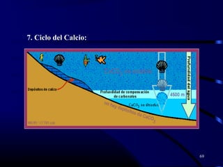 69
7. Ciclo del Calcio:
 