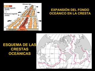 EXPANSIÓN DEL FONDO
                 OCEÁNICO EN LA CRESTA




ESQUEMA DE LAS
   CRESTAS
  OCEÁNICAS
 