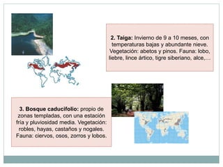 2. Taiga: Invierno de 9 a 10 meses, con
                                          temperaturas bajas y abundante nieve.
                                         Vegetación: abetos y pinos. Fauna: lobo,
                                        liebre, lince ártico, tigre siberiano, alce,…




  3. Bosque caducifolio: propio de
 zonas templadas, con una estación
fría y pluviosidad media. Vegetación:
  robles, hayas, castaños y nogales.
Fauna: ciervos, osos, zorros y lobos.
 