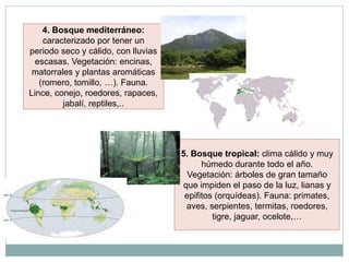 4. Bosque mediterráneo:
    caracterizado por tener un
periodo seco y cálido, con lluvias
  escasas. Vegetación: encinas,
 matorrales y plantas aromáticas
   (romero, tomillo, …). Fauna.
Lince, conejo, roedores, rapaces,
         jabalí, reptiles,..




                                     5. Bosque tropical: clima cálido y muy
                                           húmedo durante todo el año.
                                       Vegetación: árboles de gran tamaño
                                     que impiden el paso de la luz, lianas y
                                      epifitos (orquídeas). Fauna: primates,
                                      aves, serpientes, termitas, roedores,
                                              tigre, jaguar, ocelote,…
 