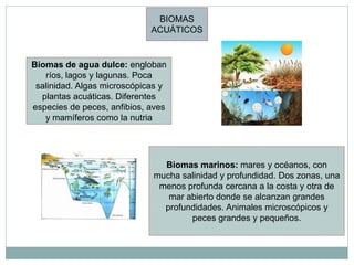 BIOMAS
                             ACUÁTICOS


Biomas de agua dulce: engloban
   ríos, lagos y lagunas. Poca
 salinidad. Algas microscópicas y
  plantas acuáticas. Diferentes
especies de peces, anfibios, aves
   y mamíferos como la nutria




                               Biomas marinos: mares y océanos, con
                             mucha salinidad y profundidad. Dos zonas, una
                              menos profunda cercana a la costa y otra de
                                mar abierto donde se alcanzan grandes
                               profundidades. Animales microscópicos y
                                     peces grandes y pequeños.
 