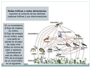 Redes tróficas o redes alimentarias:
    suponen el conjunto de las distintas
   cadenas tróficas y sus interconexiones


 En un ecosistema
 el flujo de materia
      es cíclico.
 El flujo de energía
no es cíclico, pues
    una parte se
 pierde en el paso
    de cada nivel
trófico en forma de
  calor y residuos.
   Generalmente
  solo se utiliza un
10% de la energía
 de un nivel trófico
   en el siguiente.
 