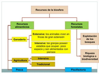 Recursos de la biosfera




  Recursos                                         Recursos
 alimenticios                                      forestales

                Extensiva: los animales viven en
                    fincas de gran extensión                    Explotación
Ganadería                                                         de los
                 Intensiva: las granjas poseen                   bosques
                   establos que ocupan poco
                 espacio y son alimentados con
                            piensos                            Riqueza
                                                             biológica o
                    Intensiva                               biodiversidad
Agricultura
                   Tradicional

 Pesca                                             Piscifactoría
 