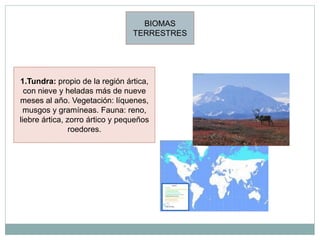 BIOMAS
                                 TERRESTRES




1.Tundra: propio de la región ártica,
  con nieve y heladas más de nueve
meses al año. Vegetación: líquenes,
  musgos y gramíneas. Fauna: reno,
liebre ártica, zorro ártico y pequeños
                roedores.
 