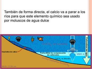 También de forma directa, el calcio va a parar a los
ríos para que este elemento químico sea usado
por moluscos de agua dulce
 
