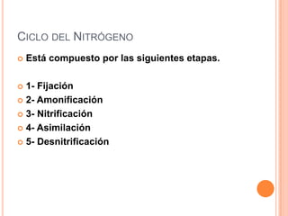 CICLO DEL NITRÓGENO
   Está compuesto por las siguientes etapas.

 1- Fijación
 2- Amonificación

 3- Nitrificación

 4- Asimilación

 5- Desnitrificación
 