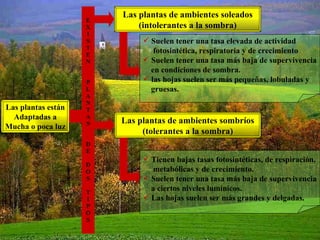 Las plantas están Adaptadas a Mucha o poca luz Las plantas de ambientes soleados (intolerantes a la sombra) Las plantas de ambientes sombríos (tolerantes a la sombra) Suelen tener una tasa elevada de actividad  fotosintética, respiratoria y de crecimiento Suelen tener una tasa más baja de supervivencia en condiciones de sombra. las hojas suelen ser más pequeñas, lobuladas y gruesas. Tienen bajas tasas fotosintéticas, de respiración, metabólicas y de crecimiento. Suelen tener una tasa más baja de supervivencia a ciertos niveles lumínicos. Las hojas suelen ser más grandes y delgadas. E X I S T E N P L A N T A S D E D O S T I P O S 