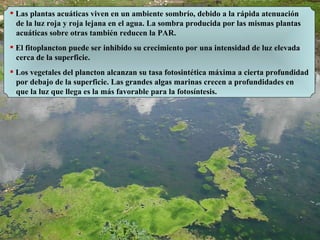 Las plantas acuáticas viven en un ambiente sombrío, debido a la rápida atenuación de la luz roja y roja lejana en el agua. La sombra producida por las mismas plantas acuáticas sobre otras también reducen la PAR. El fitoplancton puede ser inhibido su crecimiento por una intensidad de luz elevada cerca de la superficie. Los vegetales del plancton alcanzan su tasa fotosintética máxima a cierta profundidad por debajo de la superficie. Las grandes algas marinas crecen a profundidades en que la luz que llega es la más favorable para la fotosíntesis. 