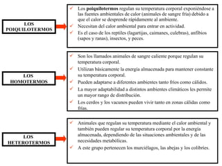 LOS POIQUILOTERMOS Los  poiquilotermos  regulan su temperatura corporal exponiéndose a las fuentes ambientales de calor (animales de sangre fría) debido a que el calor se desprende rápidamente al ambiente. Necesitan del calor ambiental para entrar en actividad. Es el caso de los reptiles (lagartijas, caimanes, culebras), anfibios (sapos y ranas), insectos, y peces. LOS  HOMOTERMOS Son los llamados animales de sangre caliente porque regulan su temperatura corporal. Utilizan básicamente la energía almacenada para mantener constante su temperatura corporal. Pueden adaptarse a diferentes ambientes tanto fríos como cálidos. La mayor adaptabilidad a distintos ambientes climáticos les permite un mayor rango de distribución. Los cerdos y los vacunos pueden vivir tanto en zonas cálidas como frías. LOS  HETEROTERMOS Animales que regulan su temperatura mediante el calor ambiental y también pueden regular su temperatura corporal por la energía almacenada, dependiendo de las situaciones ambientales y de las necesidades metabólicas. A este grupo pertenecen los murciélagos, las abejas y los colibríes. 