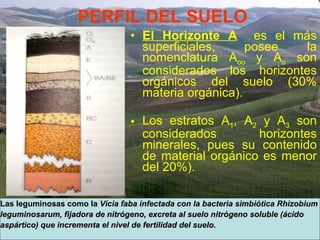 PERFIL DEL SUELO El Horizonte A   es el más superficiales, posee la nomenclatura A oo  y A o  son considerados los horizontes orgánicos del suelo (30% materia orgánica). Los estratos A 1 , A 2  y A 3  son considerados horizontes minerales, pues su contenido de material orgánico es menor del 20%). Las leguminosas como la  Vicia faba infectada con la bacteria simbiótica Rhizobium  leguminosarum, fijadora de nitrógeno, excreta al suelo nitrógeno soluble (ácido  aspártico) que incrementa el nivel de fertilidad del suelo. 