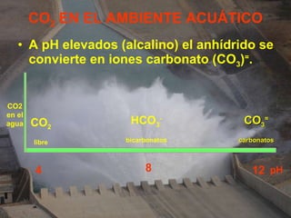 CO 2  EN EL AMBIENTE ACUÁTICO A pH elevados (alcalino) el anhídrido se convierte en iones carbonato (CO 3 ) = .  CO 2 libre CO 3 = carbonatos 4 8 12 HCO 3 - bicarbonatos CO2 en el agua pH 