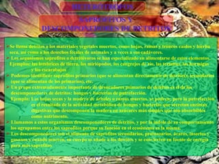 SAPROFITOS Y DESCOMPONEDORES DE DETRITOS HETERÓTROFOS Se llama detritos a los materiales vegetales muertos, como hojas, ramas y troncos caídos y hierba  seca, así como a los desechos fecales de animales y a veces a sus cadáveres. Los organismos saprofitos o detritóvoros se han especializado en alimentarse de estos elementos. Ejemplos: las lombrices de tierra, los miriópodos, los cangrejos de río, las termitas, las hormigas  y los escarabajos Podemos identificar saprofitos primarios (que se alimentan directamente de detritos); secundarios  (que se alimentan de los primarios), etc. Un grupo extremadamente importante de devoradores primarios de detritos es el de los  descomponedores de detritos: hongos y bacterias de putrefacción. Ejemplo: Las hojas secas y la madera de árboles o ramas muertos, se pudren; pero la putrefacción  es el resultado de la actividad metabólica de hongos y bacterias que secretan enzimas  digestivas que descomponen la madera en azúcares más simples que son absorbibles  como nutrimento. Llamamos a estos organismos descomponedores de detritos, y por la índole de su comportamiento  los agrupamos entre los saprofitos porque su función en el ecosistema es la misma. Los descomponedores son el alimento de saprofitos secundarios, protozoarios, ácaros, insectos y  gusanos y cuando mueren, su cuerpo se añade a los detritos y se convierten en fuente de energía  para más saprofitos 