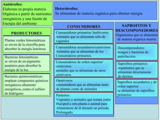 Autótrofos: Elaboran su propia materia  Orgánica a partir de nutrientes inorgánicos y una fuente de  Energía del ambiente Heterótrofos: Se alimentan de materia orgánica para obtener energía PRODUCTORES Plantas verdes fotosintéticas: se sirven de la clorofila para absorber la energía luminosa Bacterias fotosintéticas: se sirven de un pigmento purpúreo para absorber la energía de la luz. Bacterias quimiosintéticas: emplean compuestos químicos inorgánicos altamente energéticos, como el sulfuro de hidrógeno CONSUMIDORES SAPROFITOS Y DESCOMPONEDORES Organismos que se alimentan de materia orgánica muerta Consumidores primarios/ herbívoros: Animales que se alimentan sólo de vegetales Consumidores secundarios/carnívoros: Animales que se alimentan de los  Consumidores primarios. Consumidores de orden superior/ carnívoros: animales que se alimentan de otros  carnívoros. Omnívoros: consumidores que se alimentan tanto  de plantas como de animales Parásitos: Vegetales o animales que toman como Huésped a otra planta o animal para Alimentarse de él durante un periodo Prolongado. Descomponedores: hongos y bacterias de putrefacción. Saprofitos primarios: organismos que se  alimentan directamente de detritos Saprofitos secundarios y de orden superior: se alimentan de saprofitos  primarios. 