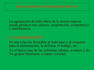 La agrupación de individuos de la misma especie puede producir tres efectos: cooperación, competencia e interferencia. LA COOPERACIÓN   Es una relación favorable al individuo y al conjunto para la alimentación, la defensa, el trabajo, etc.  Es el típico caso de las colmenas (abejas, avispas) y de los grupos familiares o clanes (vicuña). RELACIONES INTRAESPECÍFICAS 
