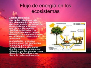 Flujo de energía en los ecosistemas Cadena alimenticia Una de las relaciones más importantes entre los seres vivos surge de la necesidad de alimentarse para reponer energía y poder realizar distintas actividades. Las plantas producen su propio alimento. Los animales pueden ser herbívoros, carnívoros u omnívoros. Las bacterias  y hongos descomponen los deshechos de plantas y animales, reduciéndolos a elementos simples que, nuevamente son utilizados por las plantas como alimento. De esta forma se cierra  la cadena alimentaría. 