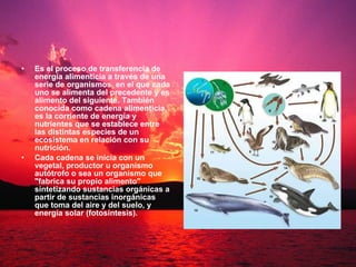 Es el proceso de transferencia de energía alimenticia a través de una serie de organismos, en el que cada uno se alimenta del precedente y es alimento del siguiente. También conocida como cadena alimenticia, es la corriente de energía y nutrientes que se establece entre las distintas especies de un ecosistema en relación con su nutrición.  Cada cadena se inicia con un vegetal, productor u organismo autótrofo o sea un organismo que "fabrica su propio alimento" sintetizando sustancias orgánicas a partir de sustancias inorgánicas que toma del aire y del suelo, y energía solar (fotosíntesis). 