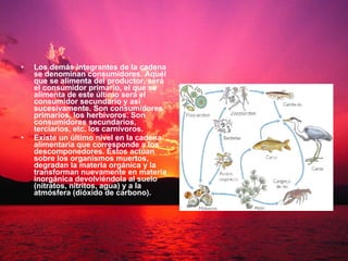 Los demás integrantes de la cadena se denominan consumidores. Aquél que se alimenta del productor, será el consumidor primario, el que se alimenta de este último será el consumidor secundario y así sucesivamente. Son consumidores primarios, los herbívoros. Son consumidores secundarios, terciarios, etc. los carnívoros.  Existe un último nivel en la cadena alimentaria que corresponde a los descomponedores. Éstos actúan sobre los organismos muertos, degradan la materia orgánica y la transforman nuevamente en materia inorgánica devolviéndola al suelo (nitratos, nitritos, agua) y a la atmósfera (dióxido de carbono).   