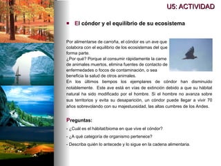 U5: ACTIVIDAD E l cóndor y el equilibrio de su ecosistema Por alimentarse de carroña, el cóndor es un ave que colabora con el equilibrio de los ecosistemas del que forma parte.  ¿Por qué? Porque al consumir rápidamente la carne de animales muertos, elimina fuentes de contacto de enfermedades o focos de contaminación, o sea beneficia la salud de otros animales. P reguntas: - ¿Cuál es el hábitat/bioma en que vive el cóndor? - ¿A qué categoría de organismo pertenece? - Describa quién lo antecede y lo sigue en la cadena alimentaria. En los últimos tiempos los ejemplares de cóndor han disminuido notablemente.  Este ave está en vías de extinción debido a que su hábitat natural ha sido modificado por el hombre. Si el hombre no avanza sobre sus territorios y evita su desaparición, un cóndor puede llegar a vivir 70 años sobrevolando con su majestuosidad, las altas cumbres de los Andes. 
