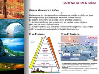 CADENA ALIMENTARIA C adena alimentaría o trófica   Cada una de las relaciones alimentarías que se establecen de forma lineal entre organismos que pertenecen a distintos niveles tróficos. La cadena alimentaría se dividide en dos grandes categorías: 1.- la red de pastoreo, que se inicia con las plantas verdes, algas o plancton que realiza la fotosíntesis. 2.- la red de detritos que comienza con los detritos orgánicos. Estas redes están formadas por cadenas alimentarías independientes.  E j en Praderas: En un ecosistema acuático la biodiversidad, o número de especies vegetales y animales que habitan en él, es menor que en uno terrestre. La base nutritiva está en el fitoplancton y en el zooplancton. La escala va en ascenso desde los peces y batracios hasta las aves acuáticas como el pato, y aéreas como el águila.  Gacelas Jirafas  Antílopes Cebras Elefantes Leones leopardos chitas Buitres Chacales Hienas E j en E. Costeros: Zorro ártico Cría foca Oso polar Foca de anillos Bacalao ártico Zooplancton carnívoro Zooplancton herbívoro Ballena franca Beluga Foca de anillos Biota de los hielos Fitoplancton Zooplancton Invertebrados bénticos Foca barbuda Bacalao ártico Peces pequeños Patos marinos Charrán ártico Somorgujo Cadena alimentaria de la costa del mar Beaufort en primavera 