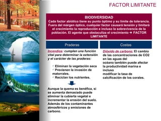 BIODIVERSIDAD Cada factor abiótico tiene su punto óptimo y su límite de tolerancia. Fuera del márgen óptico, cualquier factor causará tensión y limitará el crecimiento la reproducción e incluso la sobrevivencia de la población. El agente que obstaculiza el crecimiento    FACTOR LIMITANTE Incendios :  cumplen una función vital para determinar la extensión y el carácter de las praderas:  Eliminan la vegetación seca  Previenen la invasión de matorrales. Reciclan los nutrientes. Aunque la quema es benéfica, si se aumenta demasiado puede eliminar la cubierta vegetal e incrementar la erosión del suelo. Además de los contaminantes atmosféricos y emisiones de carbono. Praderas Costas Dióxido de carbono:  El cambio de las concentraciones de CO2 en las aguas del océano también puede afectar la productividad marina e incluso modificar la tasa de calcificación de los corales.  FACTOR LIMITANTE 
