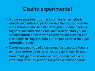 Diseño experimental Nosotros proponemos que los animales se deberían quedar en cautiverio para que se estén reproduciendo y los animales que se están extinguiendo mandarlos a lugares con condiciones similares a su habitad y si no se encuentran en el mismo cautiverio condicionar con tecnología los lugares para que se pueda idear un lugar parecido al suyo.  Darles mas publicidad a las campañas para que toda la gente se entere de estas especies y quiera participar. Poner castigo mas severos a los que se dedican a la caza para después vender sus pieles o coleccionarlas. 