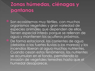 Zonas húmedas, ciénagas y pantanosSon ecosistemas muy fértiles, con muchos organismos vegetales y gran variedad de especies animales que dependen de ellos. Tienen especial interés porque se rellenan de agua y mantienen los acuíferos próximos.De forma estacional, las corrientes de agua (debidas a las fuertes lluvias o las mareas) y los incendios liberan al agua muchos nutrientes. Cuando cesan estos fenómenos, los nutrientes se acumulan en el fondo, permitiendo la invasión de vegetales terrestres hasta que el humedal desaparece.
