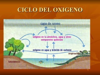 CICLO DEL OXIGENO 