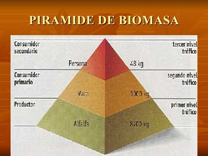 Piramide Della Biomassa