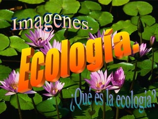 Ecología. ¿Qué es la ecología?  Imagenes. 
