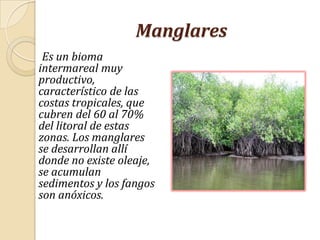 Manglares  Es un biomaintermareal muy productivo, característico de las costas tropicales, que cubren del 60 al 70% del litoral de estas zonas. Los manglares se desarrollan allí donde no existe oleaje, se acumulan sedimentos y los fangos son anóxicos. 