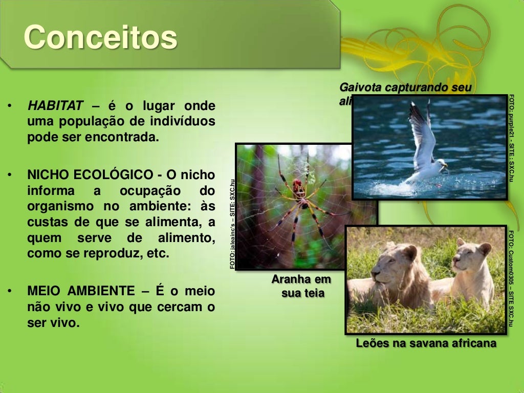 Categoria De Organismos Em Ecologia Que Alimentam De Outros Organismos