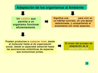 Adaptación de los organismos al AmbienteAdaptación de los organismos al Ambiente
Un cambio que
permita a un
organismo funcionar
eficientemente
Significa una ventaja para vivir en
un hábitat concreto, en una época
determinada, y compartiendo el
ecosistema con otras especies.
Pueden producirse a cualquier nivel, desde
el molecular hasta el de organización
social, desde la capacidad sensorial hasta
las asociaciones simbióticas de especies
que evolucionan juntas.
El motor del proceso de
adaptación es la
selección natural
 