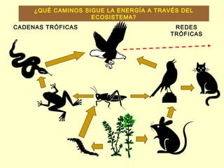 ¿QUÉ CAMINOS SIGUE LA ENERGÍA A TRAVÉS DEL
ECOSISTEMA?
CADENAS TRÓFICAS REDES
TRÓFICAS
 