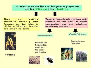 Los animales se clasifican en dos grandes grupos que
son los diblásticos y los triblásticos.
Tienen un desarrollo
embrionario sencillo y están
formados por dos hojas de
células embrionarias, llamadas
ectodermo y endodermo
Poríferos
Tienen un desarrollo más complejo y están
formados por tres hojas de células
embrionarias, que son ectodermo,
endodermo y mesodermo
•Protóstomos
•Deuteróstomos.
Platelmintos,
Nematodos,
Anélidos,
Moluscos
Artrópodos.
Equinodermos
Cordados.
 