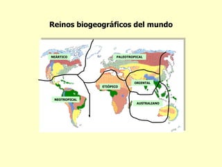 NEÁRTICO NEOTROPICAL PALEOTROPICAL ETIÓPICO ORIENTAL AUSTRALIANO Reinos biogeográficos del mundo 