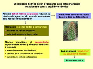 El equilibrio hídrico de un organismo está estrechamente relacionado con su equilibrio térmico Ante un  déficit hídrico las plantas  reducen su pérdida de agua con el cierre de los estomas para reducir la transpiración Condiciones severas de sequía bajan la tasa de fotosíntesis Plantas de  regiones áridas o semiáridas: sistema de raíces extensos adaptaciones en la hoja, tallo  Plantas sometidas al  anegamiento  experimentan estrés y síntomas similares a la sequía alteraciones en su metabolismo cambios en el crecimiento de sus raíces aumento del etileno en las raíces Los animales  mantienen su equilibrio hídrico Sistema excretor 