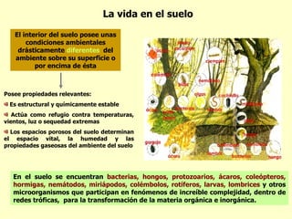La vida en el suelo El interior del suelo posee unas condiciones ambientales drásticamente  diferentes   del ambiente sobre su superficie o por encima de ésta En el suelo se encuentran  bacterias, hongos, protozoarios, ácaros, coleópteros, hormigas, nemátodos, miriápodos, colémbolos, rotíferos, larvas, lombrices  y otros microorganismos que participan en fenómenos de increíble complejidad, dentro de redes tróficas,  para la transformación de la materia orgánica e inorgánica.  Posee propiedades relevantes: Es estructural y químicamente estable Actúa como refugio contra temperaturas, vientos, luz o sequedad extremas Los espacios porosos del suelo determinan el espacio vital, la humedad y las propiedades gaseosas del ambiente del suelo 