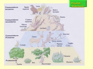 Pirámide Alimentaria 